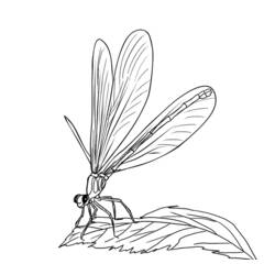 Coloring page: Dragonfly (Animals) #10000 - Free Printable Coloring Pages