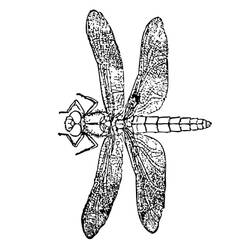 Coloring page: Dragonfly (Animals) #10011 - Free Printable Coloring Pages