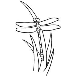 Coloring page: Dragonfly (Animals) #10013 - Free Printable Coloring Pages