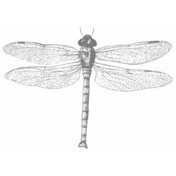 Coloring page: Dragonfly (Animals) #10019 - Free Printable Coloring Pages