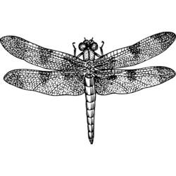 Coloring page: Dragonfly (Animals) #10075 - Free Printable Coloring Pages