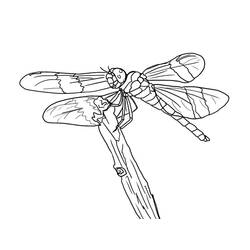 Dragonfly (Animals) coloring page #196566 to print and color