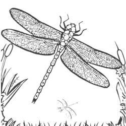 Coloring page: Dragonfly (Animals) #9879 - Printable coloring pages