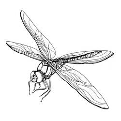 Coloring page: Dragonfly (Animals) #9887 - Printable coloring pages