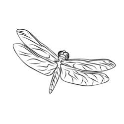 Coloring page: Dragonfly (Animals) #9925 - Free Printable Coloring Pages