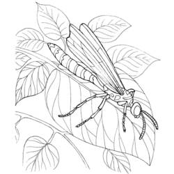 Coloring page: Dragonfly (Animals) #9932 - Free Printable Coloring Pages