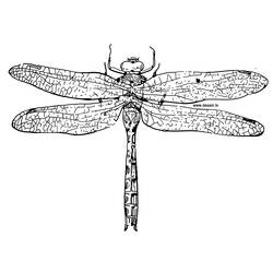 Coloring page: Dragonfly (Animals) #9939 - Free Printable Coloring Pages