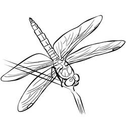 Coloring page: Dragonfly (Animals) #9946 - Free Printable Coloring Pages