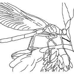 Coloring page: Dragonfly (Animals) #9979 - Free Printable Coloring Pages