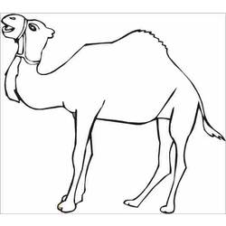 Coloring page: Dromedary (Animals) #5896 - Printable coloring pages