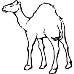 Coloring page: Dromedary (Animals) #5898 - Free Printable Coloring Pages