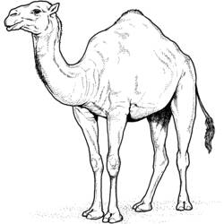 Coloring pages: Dromedary - Free Printable Coloring Pages