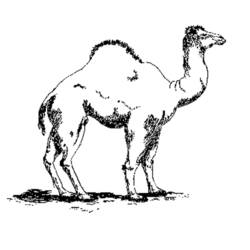 Coloring page: Dromedary (Animals) #5903 - Printable coloring pages