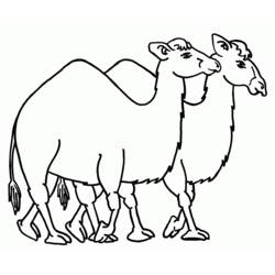 Coloring page: Dromedary (Animals) #5909 - Free Printable Coloring Pages