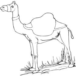Coloring page: Dromedary (Animals) #5914 - Free Printable Coloring Pages