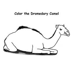 Coloring page: Dromedary (Animals) #5921 - Printable coloring pages