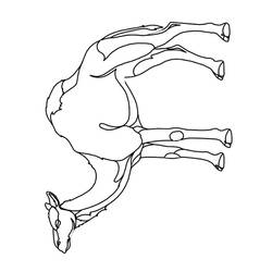Coloring page: Dromedary (Animals) #5925 - Free Printable Coloring Pages