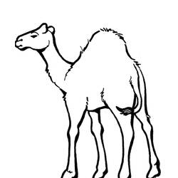 Coloring page: Dromedary (Animals) #5954 - Free Printable Coloring Pages