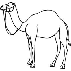 Coloring page: Dromedary (Animals) #5961 - Free Printable Coloring Pages