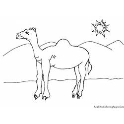 Coloring page: Dromedary (Animals) #5964 - Free Printable Coloring Pages