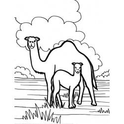 Coloring page: Dromedary (Animals) #5968 - Free Printable Coloring Pages