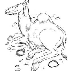 Coloring page: Dromedary (Animals) #5979 - Free Printable Coloring Pages