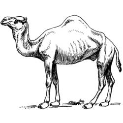 Coloring page: Dromedary (Animals) #5999 - Printable coloring pages