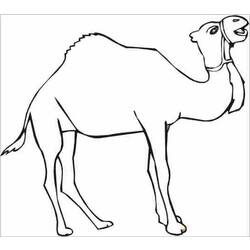 Coloring page: Dromedary (Animals) #6003 - Free Printable Coloring Pages
