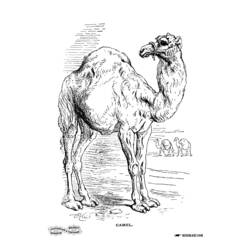 Coloring page: Dromedary (Animals) #6006 - Free Printable Coloring Pages