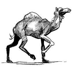 Coloring page: Dromedary (Animals) #6008 - Free Printable Coloring Pages