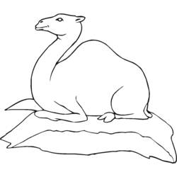 Coloring page: Dromedary (Animals) #6018 - Free Printable Coloring Pages