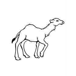 Coloring page: Dromedary (Animals) #6019 - Free Printable Coloring Pages