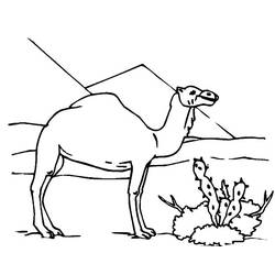 Coloring page: Dromedary (Animals) #6022 - Free Printable Coloring Pages