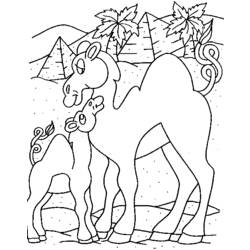 Coloring page: Dromedary (Animals) #6037 - Free Printable Coloring Pages