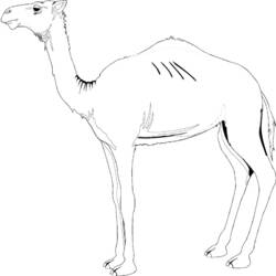 Coloring page: Dromedary (Animals) #6057 - Free Printable Coloring Pages