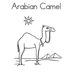 Coloring page: Dromedary (Animals) #6062 - Free Printable Coloring Pages