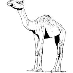 Coloring page: Dromedary (Animals) #6068 - Printable coloring pages