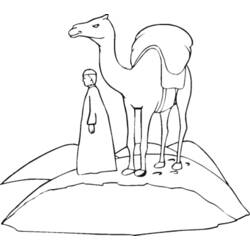 Coloring page: Dromedary (Animals) #6070 - Free Printable Coloring Pages