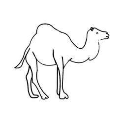 Coloring page: Dromedary (Animals) #6079 - Printable coloring pages