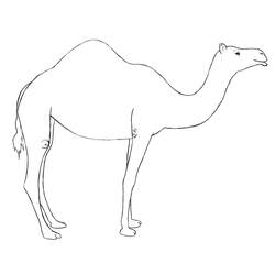 Coloring page: Dromedary (Animals) #6084 - Printable coloring pages