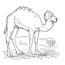 Coloring page: Dromedary (Animals) #6087 - Free Printable Coloring Pages