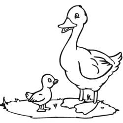 Coloring page: Duck (Animals) #1442 - Printable coloring pages