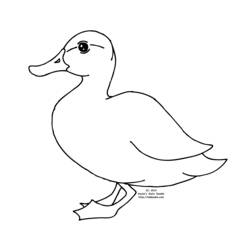 Coloring pages: Duck - Printable coloring pages