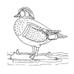 Coloring page: Duck (Animals) #1478 - Free Printable Coloring Pages
