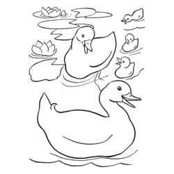 Coloring page: Duck (Animals) #1494 - Free Printable Coloring Pages