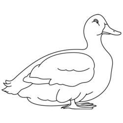 Coloring page: Duck (Animals) #1503 - Printable coloring pages