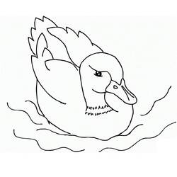 Duck (Animals) coloring page #185502 to print and color