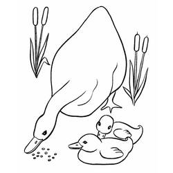 Duck (Animals) coloring page #185504 to print and color