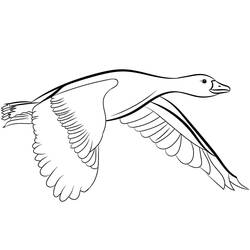 Duck (Animals) coloring page #185524 to print and color