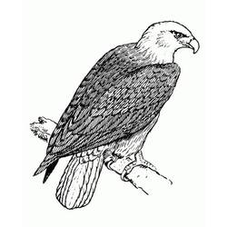 Eagle (Animals) coloring page #185179 to print and color